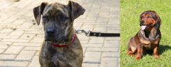 Catahoula Bulldog vs Alpine Dachsbracke - Breed Comparison