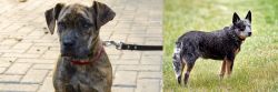 Catahoula Bulldog vs Austrailian Blue Heeler - Breed Comparison