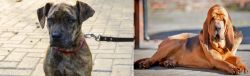 Catahoula Bulldog vs Bloodhound - Breed Comparison