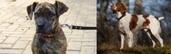 Catahoula Bulldog vs Brittany - Breed Comparison