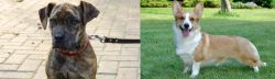 Catahoula Bulldog vs Cardigan Welsh Corgi - Breed Comparison