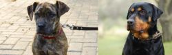 Catahoula Bulldog vs Rottweiler - Breed Comparison