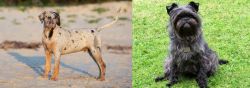 Catahoula Cur vs Affenpinscher - Breed Comparison