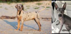 Catahoula Cur vs American Hairless Terrier - Breed Comparison