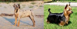 Catahoula Cur vs Australian Silky Terrier - Breed Comparison