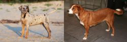 Catahoula Cur vs Austrian Pinscher - Breed Comparison