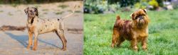 Catahoula Cur vs Belgian Griffon - Breed Comparison