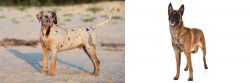 Catahoula Cur vs Belgian Shepherd Dog (Malinois) - Breed Comparison