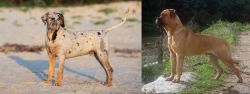 Catahoula Cur vs Bullmastiff - Breed Comparison