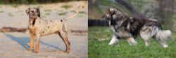 Catahoula Cur vs Carpatin - Breed Comparison