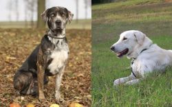 Catahoula Leopard vs Akbash Dog - Breed Comparison