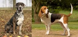 Catahoula Leopard vs Artois Hound - Breed Comparison