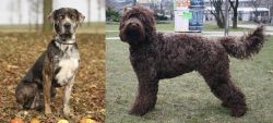 Catahoula Leopard vs Barbet - Breed Comparison