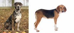 Catahoula Leopard vs Beagle-Harrier - Breed Comparison
