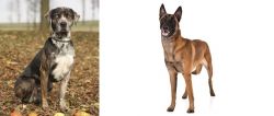 Catahoula Leopard vs Belgian Shepherd Dog (Malinois) - Breed Comparison