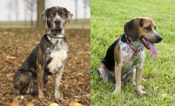 Catahoula Leopard vs Bluetick Beagle - Breed Comparison