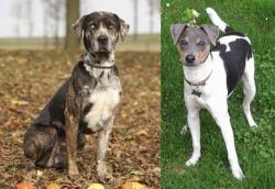 Catahoula Leopard vs Brazilian Terrier - Breed Comparison