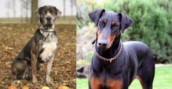 Catahoula Leopard vs Doberman Pinscher - Breed Comparison