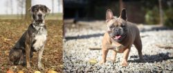 Catahoula Leopard vs French Bulldog - Breed Comparison