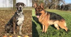 Catahoula Leopard vs German Shepherd - Breed Comparison