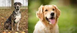 Catahoula Leopard vs Golden Retriever - Breed Comparison