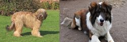 Catalan Sheepdog vs Aidi - Breed Comparison