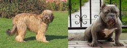 Catalan Sheepdog vs American Bully - Breed Comparison
