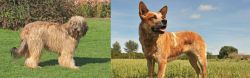 Catalan Sheepdog vs Australian Red Heeler - Breed Comparison