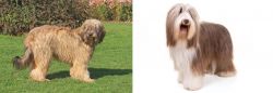Catalan Sheepdog vs Bearded Collie - Breed Comparison