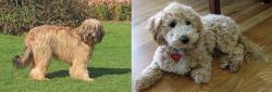 Catalan Sheepdog vs Bichonpoo - Breed Comparison
