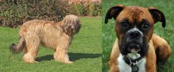 Catalan Sheepdog vs Boxer - Breed Comparison