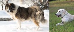 Caucasian Shepherd vs Akbash Dog - Breed Comparison