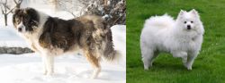 Caucasian Shepherd vs American Eskimo Dog - Breed Comparison