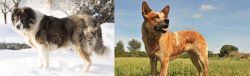 Caucasian Shepherd vs Australian Red Heeler - Breed Comparison