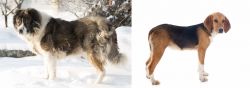 Caucasian Shepherd vs Beagle-Harrier - Breed Comparison