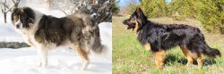 Caucasian Shepherd vs Bohemian Shepherd - Breed Comparison