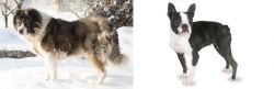 Caucasian Shepherd vs Boston Terrier - Breed Comparison