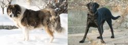 Caucasian Shepherd vs Cao de Castro Laboreiro - Breed Comparison