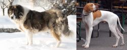 Caucasian Shepherd vs English Pointer - Breed Comparison