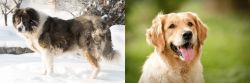 Caucasian Shepherd vs Golden Retriever - Breed Comparison