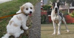 Cavachon vs Alangu Mastiff - Breed Comparison