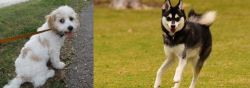 Cavachon vs Alaskan Klee Kai - Breed Comparison