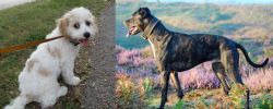 Cavachon vs Alaunt - Breed Comparison