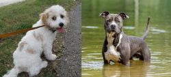 Cavachon vs American Staffordshire Terrier - Breed Comparison