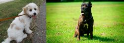 Cavachon vs Bandog - Breed Comparison