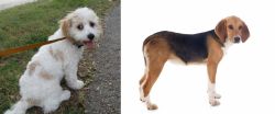 Cavachon vs Beagle-Harrier - Breed Comparison