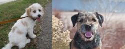 Cavachon vs Border Terrier - Breed Comparison