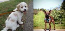 Cavachon vs Bospin - Breed Comparison