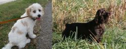 Cavachon vs Boykin Spaniel - Breed Comparison
