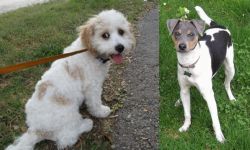 Cavachon vs Brazilian Terrier - Breed Comparison